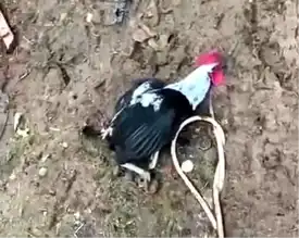 Denizli Horozu Öterken Bayıldı!