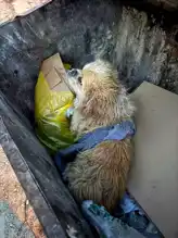 Çivril'de Çöp Konteynerinde Bağlı Köpek!