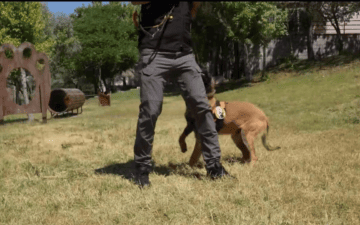 K9 Güvenlik
