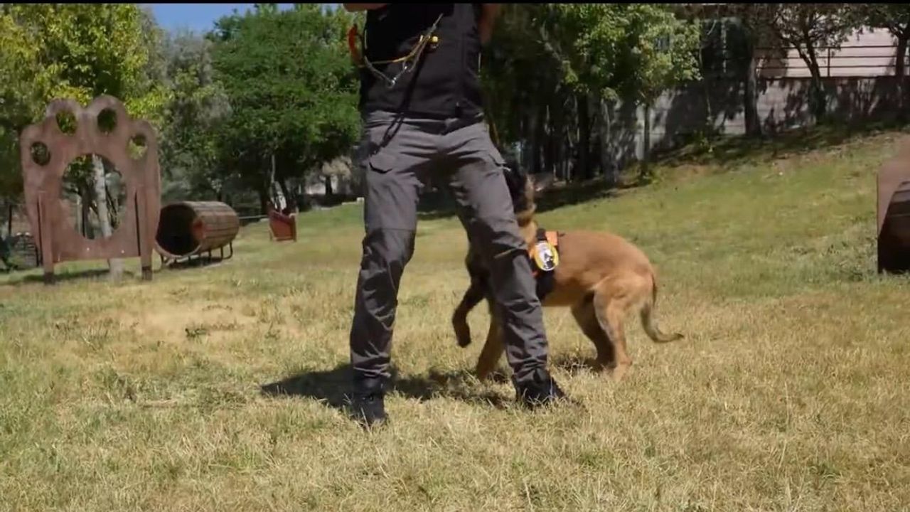 K9 Güvenlik