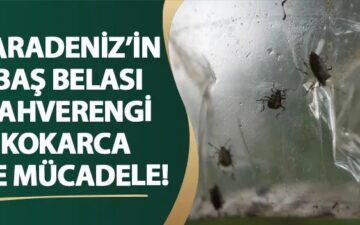 Kahverengi kokarca