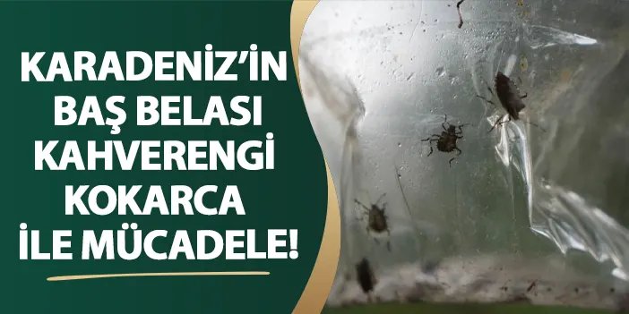 Kahverengi kokarca
